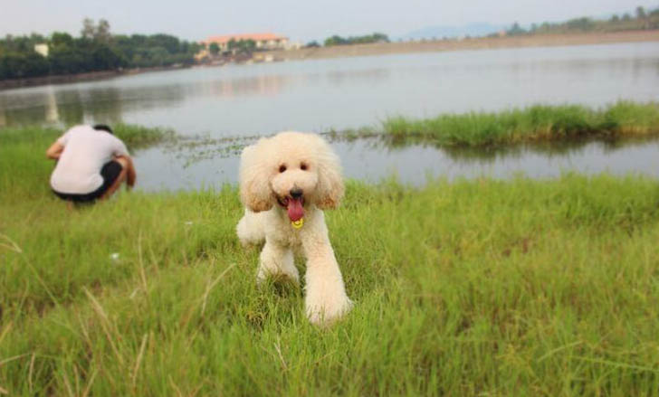 如何给贵宾犬做狗粮视频