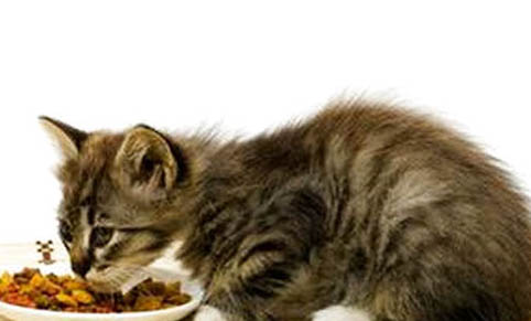 猫咪剃毛后肚子上长红点,该怎么办?