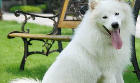 萨摩耶犬到底能活多久