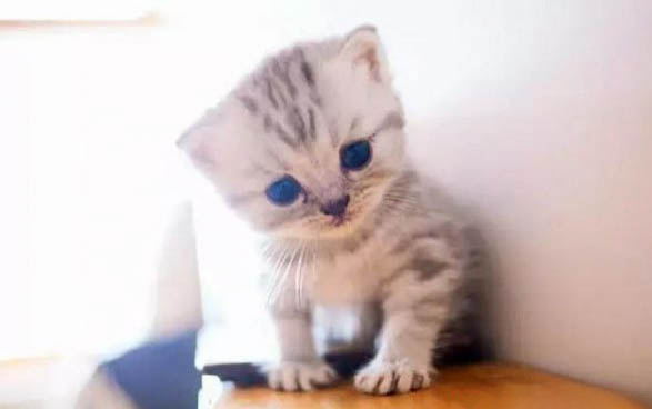 一个月小猫怎么分公母图片
