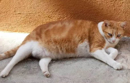 橘猫哪种品相是最好的