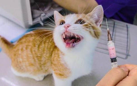 小猫长猫藓会自己好吗