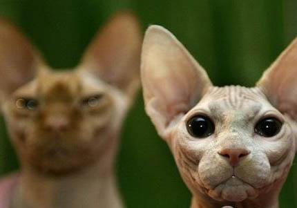 加拿大无毛猫尿闭:原因、处理和注意事项