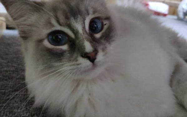 小猫感冒了该怎么办