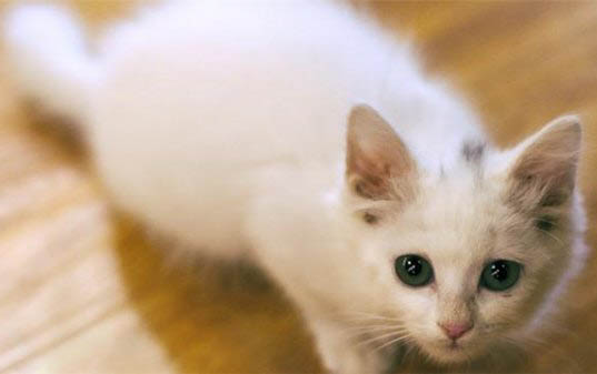 小猫脱肛能活多少天?