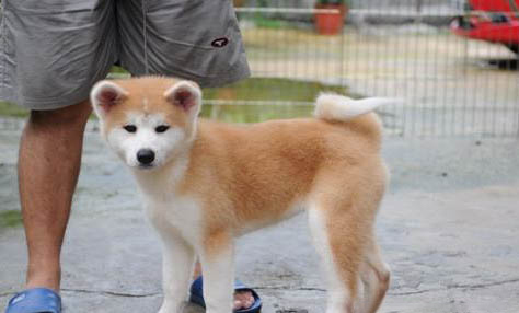 秋田犬和柴犬哪个好养