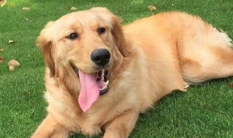 新手如何挑金毛狗犬狗粮呢