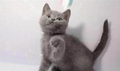 英短蓝猫的智商及蓝猫的性格特点