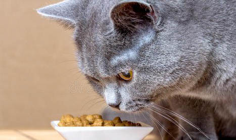 猫吐了猫粮和黄黄的糊是什么