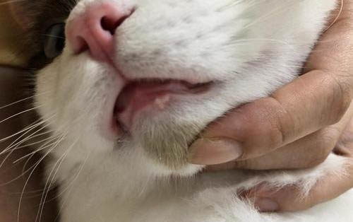 猫咪要定期驱虫吗