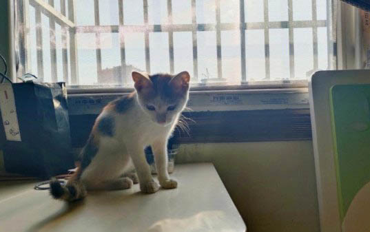 猫断奶需要多长时间