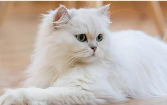 猫咪可以长期吃复合维生素吗