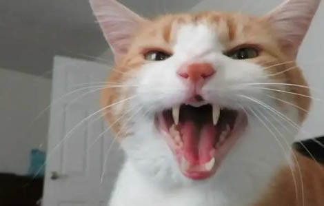 被猫抓了去哪里打疫苗