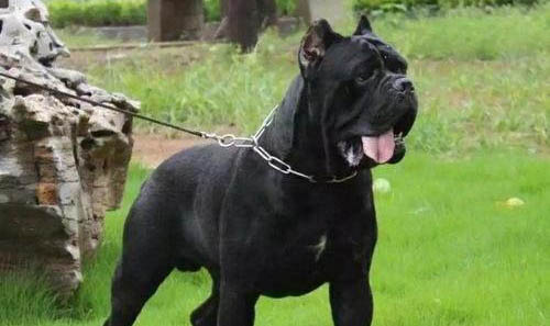 卡斯罗犬眼睛有眼屎的原因及处理方法
