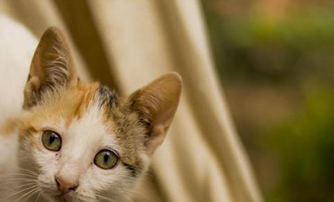 猫要磨爪子怎么办