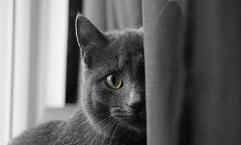被家养的猫抓伤出血一定会得病吗
