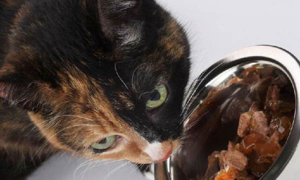 猫咪的肠炎一般是什么原因导致的