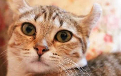 猫咪养多久才会跟主人亲近