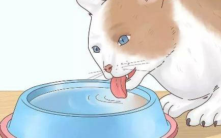 猫咪喉咙发出咕噜咕噜声音是怎么回事