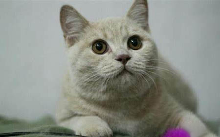 怎么判断猫冷不冷?