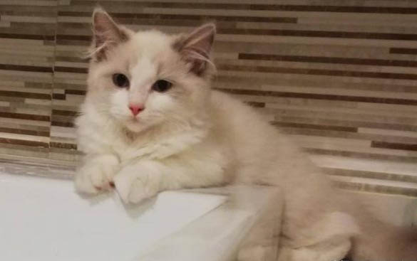 小猫一般几个月换牙多久换一次好呢