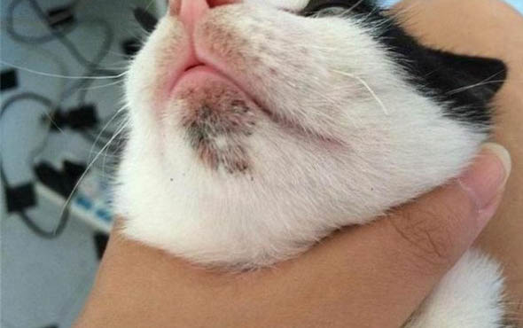 如果小猫出现呕吐症状是怎么了啊