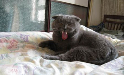 猫刚买回来吐