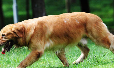 有没有白色的金毛犬