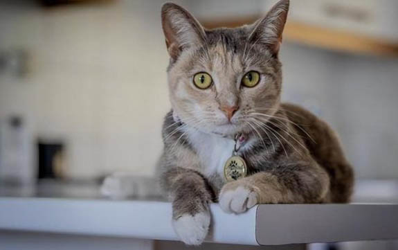 长不大的猫咪品种有哪些