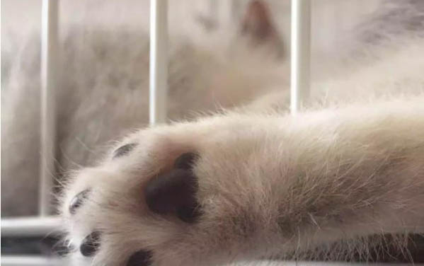 一个月的小猫洗澡后流眼泪、拉肚子