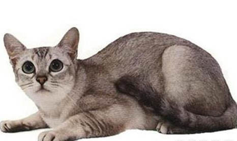 波米拉猫呕吐拉肚子的原因及处理方法