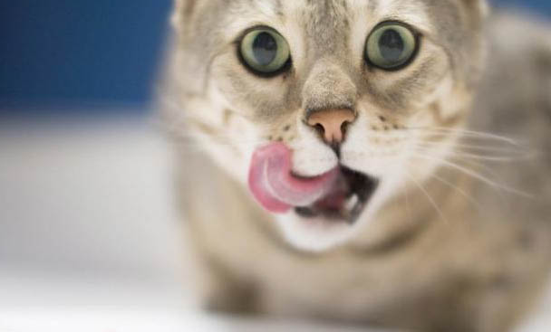 猫咪不吃不喝呕吐黄水是什么原因