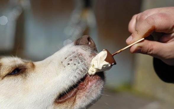 狗可以吃头孢吗有什么功效