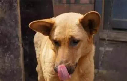 中华田园犬有哪些品种