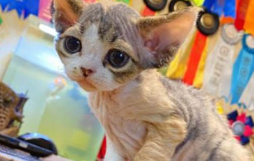 猫咪能吃橘子不