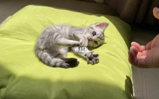刚买的小猫晚上一直叫怎么办