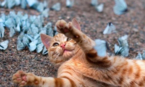 猫的毛囊炎能自愈吗