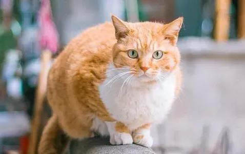 田园猫可以吃什么