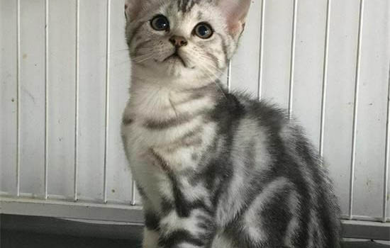 猫咪多久睁眼，睁开眼睛后多久会走路