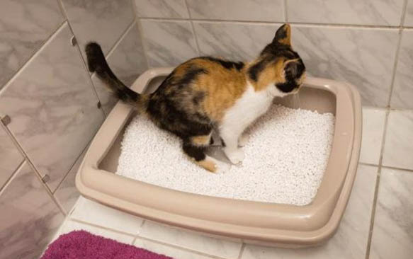 猫鼻支初期症状猫咪会有炎症吗
