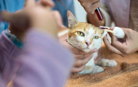猫咪拉肚子有血,你需要知道的三大点