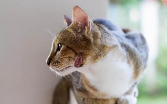 新养的猫咪需要打什么疫苗