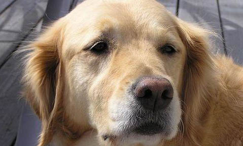 金毛犬智商排名第几