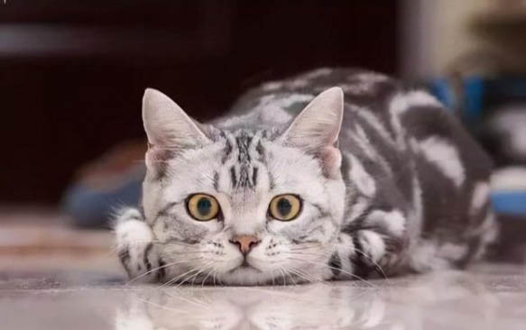 刚到家的小猫躲在角落怎么办?