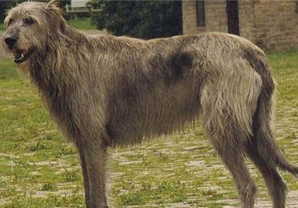 爱尔兰猎狼犬太瘦原因