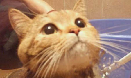 猫咪吃什么发腮长胖