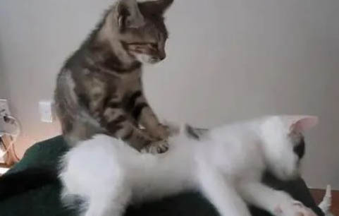 怎么给猫咪喂药水