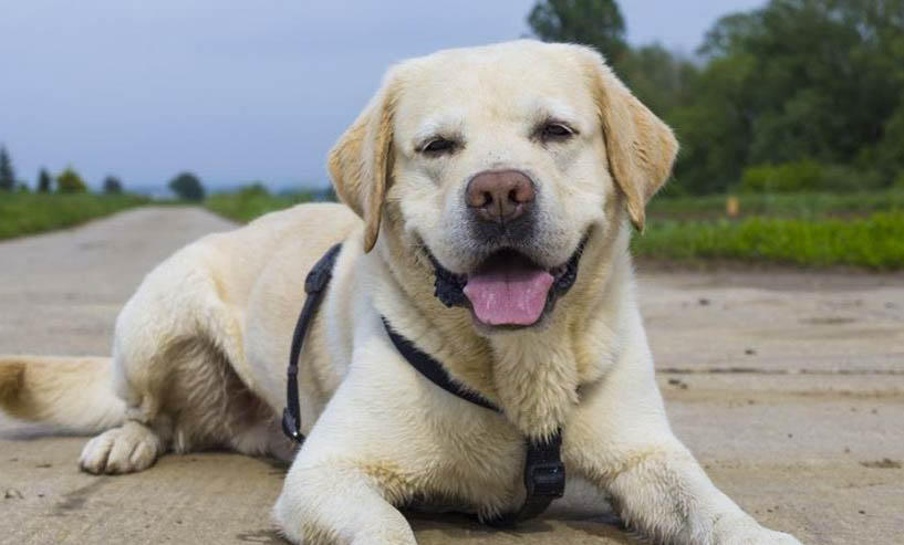 一只拉布拉多犬多少钱