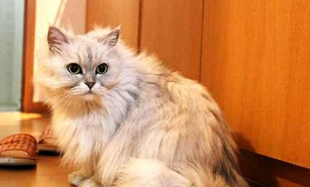 金吉拉猫咪一般能活多久？