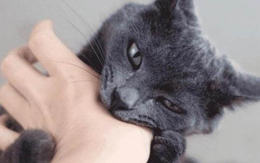 猫在被窝里会闷死吗？